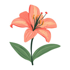 Fototapeta premium Lily flower lily illustration vibrant vector