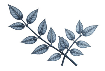 Blue Foliage Twig with Transparent Background