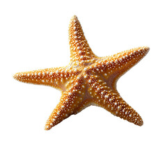 Starfish sea creature marine life ocean animal aquatic isolated on transparent  background