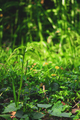  popular lawn, has a very good texture, dark green color.Zoysia Tenuifolia Has a small and short stem, Zoysia Tenuifolia creeping close to the ground. Zoysia Tenuifolia Has a hard and short leaf blade