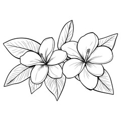 Obraz premium A plumeria art drawing sketch vector