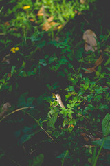 Lizards belong to the order Squamata, which also includes snakes. They are distinguished from snakes by several key characteristics, though evolutionary lines can blur.