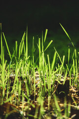  popular lawn, has a very good texture, dark green color.Zoysia Tenuifolia Has a small and short stem, Zoysia Tenuifolia creeping close to the ground. Zoysia Tenuifolia Has a hard and short leaf blade