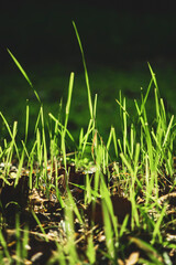  popular lawn, has a very good texture, dark green color.Zoysia Tenuifolia Has a small and short stem, Zoysia Tenuifolia creeping close to the ground. Zoysia Tenuifolia Has a hard and short leaf blade