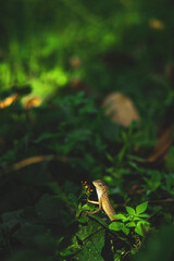 Lizards belong to the order Squamata, which also includes snakes. They are distinguished from snakes by several key characteristics, though evolutionary lines can blur.