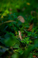 Lizards belong to the order Squamata, which also includes snakes. They are distinguished from snakes by several key characteristics, though evolutionary lines can blur.