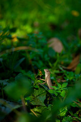 Lizards belong to the order Squamata, which also includes snakes. They are distinguished from snakes by several key characteristics, though evolutionary lines can blur.