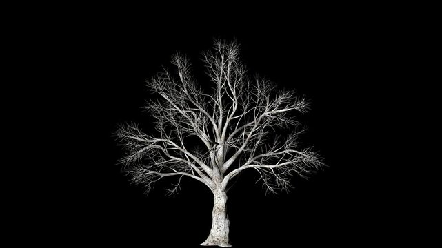Animation of the growth process of a 3D deciduous tree on an alpha channel background.