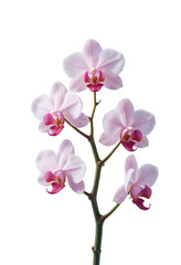 Pink Orchid Spray with Transparent Background