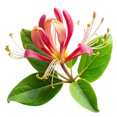 Pink Honeysuckle Flower