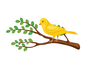 The canary. A canary on a branch with green leaves. A bright yellow songbird. A bird on a branch. The vector illustration is isolated on a white background