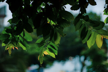  The Rangoon creeper can help to improve air quality by absorbing pollutants and providing...