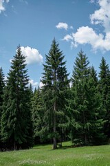 Fototapeta premium trees in a field with a blue sky and clouds in the background