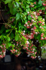 leaves that are oval or elliptic in shape, with smooth margins.   
Flowers: The most striking...