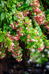 leaves that are oval or elliptic in shape, with smooth margins.   
Flowers: The most striking feature of the Rangoon creeper is its clusters of tubular flowers that