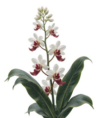 Obraz premium White and maroon orchid with lush green leaves, transparent background