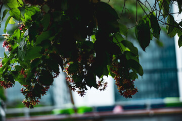  The Rangoon creeper can help to improve air quality by absorbing pollutants and providing...