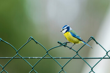 Eine Blaumeise auf einem Zaun