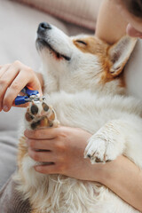 A dog owner trims the nails of his pet, a red Welsh Corgi Pembroke, trimming the nails of a dog. The nails of a dog are trimmed with special scissors. Grooming