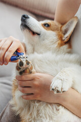 A dog owner trims the nails of his pet, a red Welsh Corgi Pembroke, trimming the nails of a dog. The nails of a dog are trimmed with special scissors. Grooming