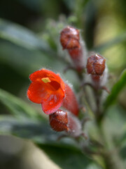 コルムネア・フレキシフロラ