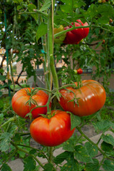 Ripe tomatoes on the branches of a tomato tree for publication, banner, cover, website.