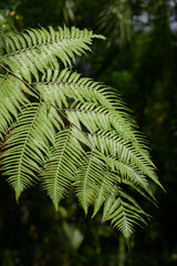 タカワラビ　葉模様