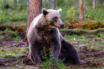 Fototapeta premium brown bear in the forest