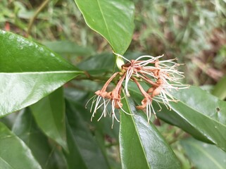 Syzygium Polyanthum is the name of the spice leaf -producing tree used in the archipelago cuisine