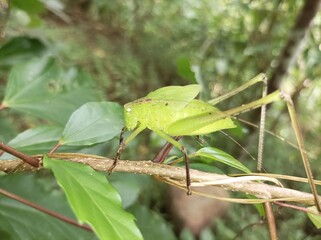 Amblycorypha oblongifolia, the oblong-winged katydid, is a species of insect of the family Tettigoniidae