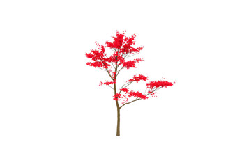 Fototapeta premium A delicate Japanese maple tree with vibrant red leaves, gracefully structured branches, and a slender brown trunk, isolated on a transparent background