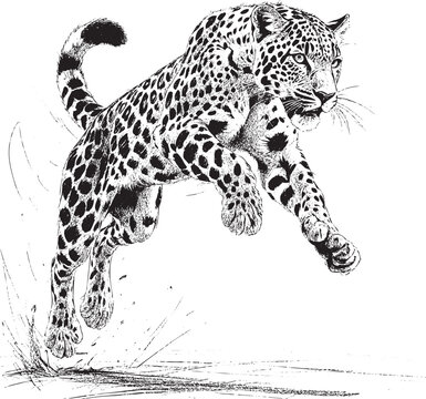: jumping leopard