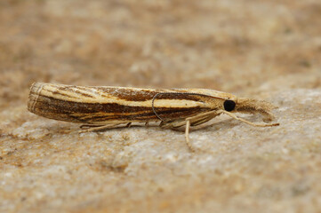 Close up on the Common gras veneer moth, Agriphila tristella on a piece of wood