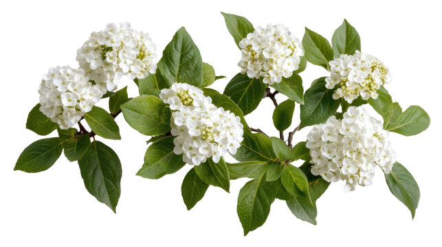 Delicate white flowers blooming on branch with green leaves on transparent background - Powered by Adobe