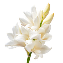 Fototapeta premium Stunning White Flower Arrangement