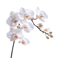 Delicate White Orchid Blooms