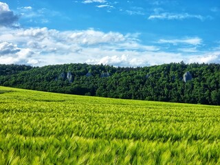 Gr&uuml;nes Getreidefeld im Urdonautal
