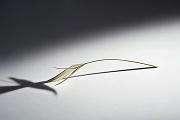 A single blade of grass casting a faint shadow 