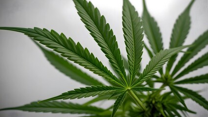 Cannabis or hemp or marijuana green fresh leaf isolated transparent background