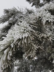 snow covered fir tree