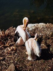 pelicans on the shore