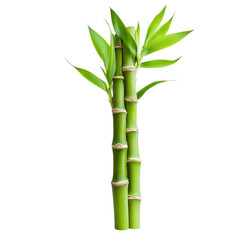 Stunning Bamboo Stalks: A Lush Natural Image