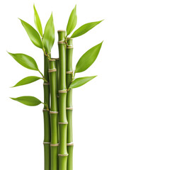 Stunning Bamboo Plants: A Breath of Fresh Air