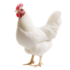 Fototapeta premium Elegant White Hen on a Black Background on a white background.