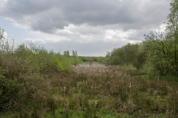 Lush wetlands under overcast skies showcasing native vegetation in a tranquil natural habitat during springtime