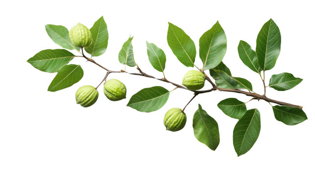 Branch with green leaves and unripe walnuts on transparent background