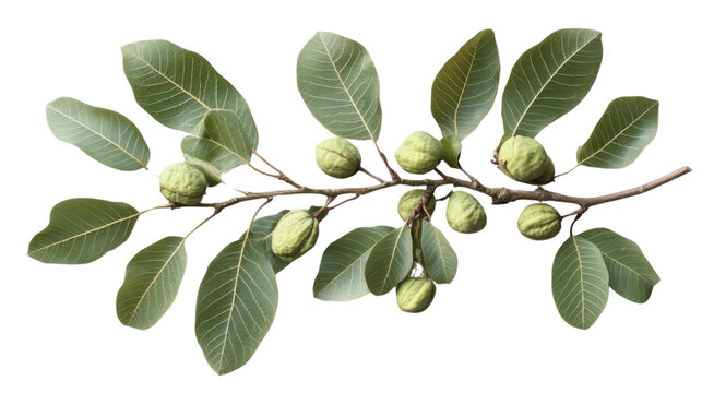 Branch with green leaves and unripe walnuts growing on transparent background