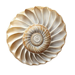 Obraz premium Seashell with spiral pattern isolated on transparent white background