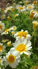Obraz premium Chrysanthemum coronarium