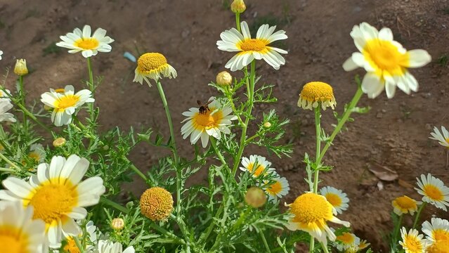 Chrysanthemum coronarium